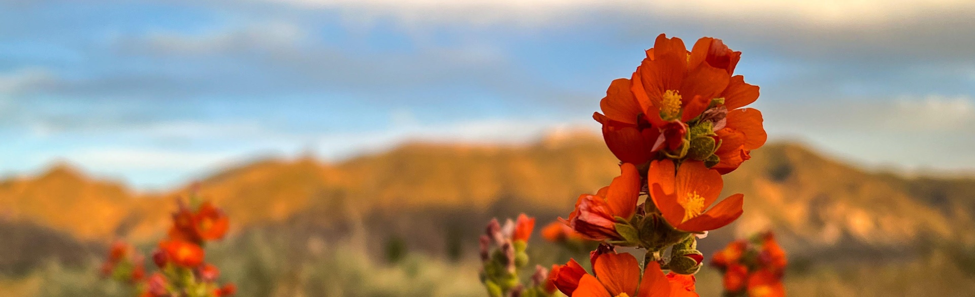Desert globemallow blooms against golden mountains at sunrise